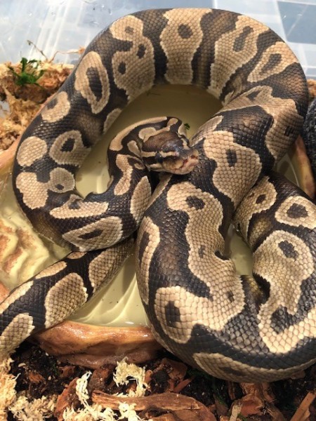 Noodle5.jpg